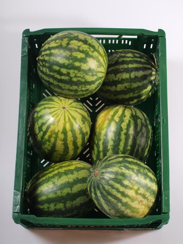 Watermelon red 1pc