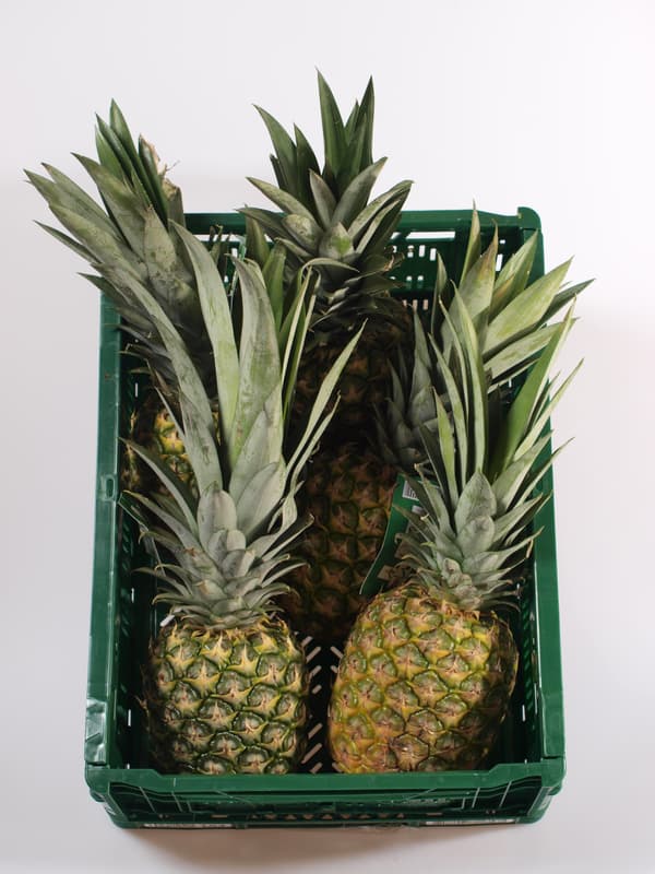 Pineapple Sweet gold (approx. 1kg)