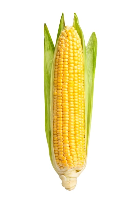 Kukuřičný klas (cca 200g) 1 ks