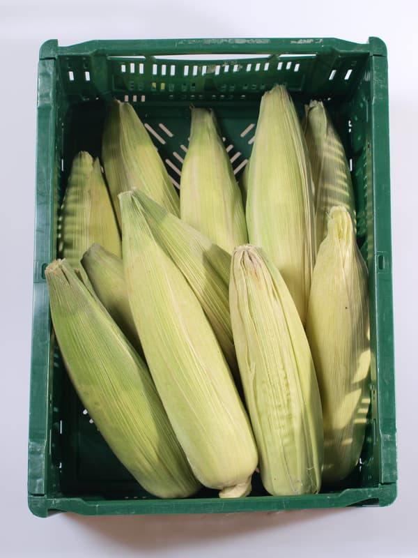 Kukuřičný klas (cca 200g) 1 ks