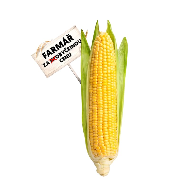Kukuřičný klas (cca 200g) 1 ks