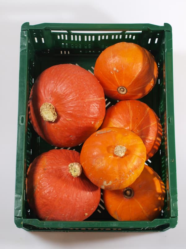 Pumpkin Hokkaido 1 pc