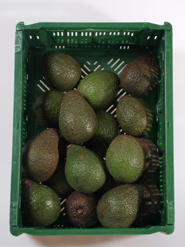 Avocado large for ripening Fuerte / Etinger / Zutano, 1pc