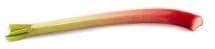 Rhubarb 1pc petiole
