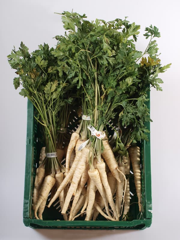 Parsley root with leaves, bundle (approx. 350g)