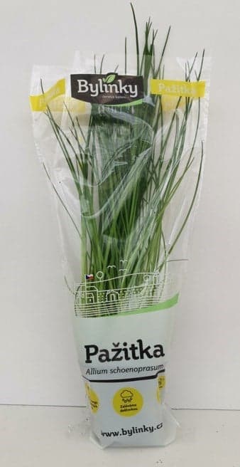 Pažitka v květináči