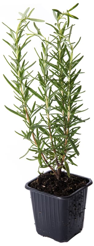 Rosemary in a pot