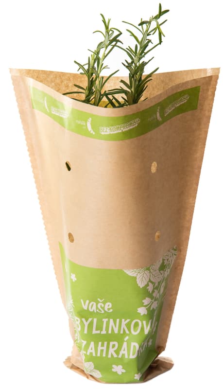 Rosemary in a pot