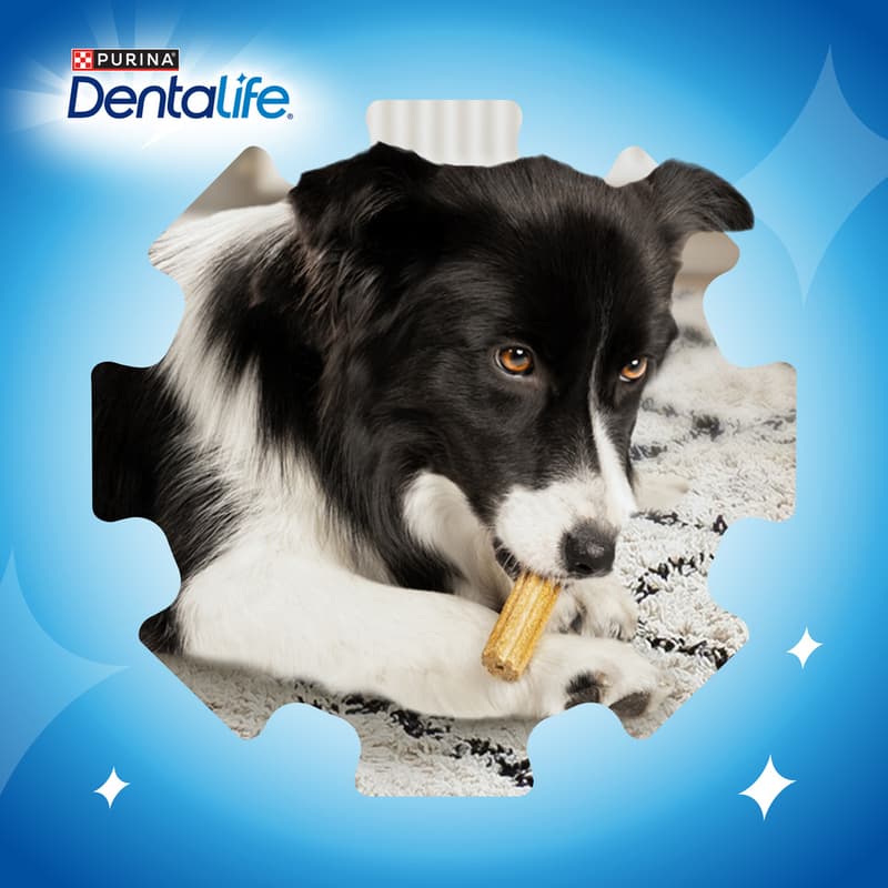 Dentalife medium dog food