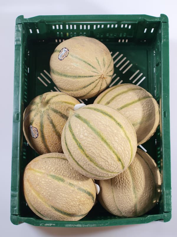 Melon Cantaloupe 1pc