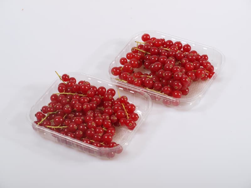 Redcurrant