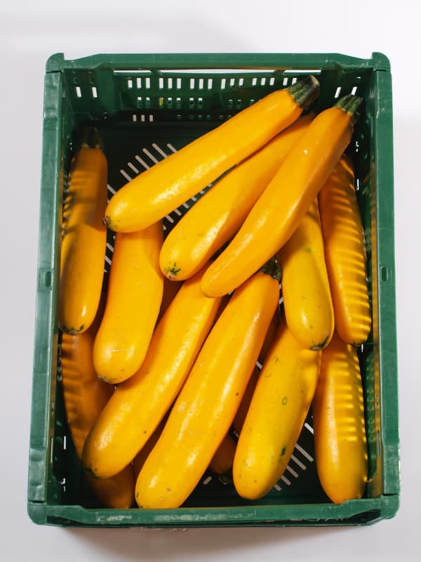 Zucchini yellow 1 pc