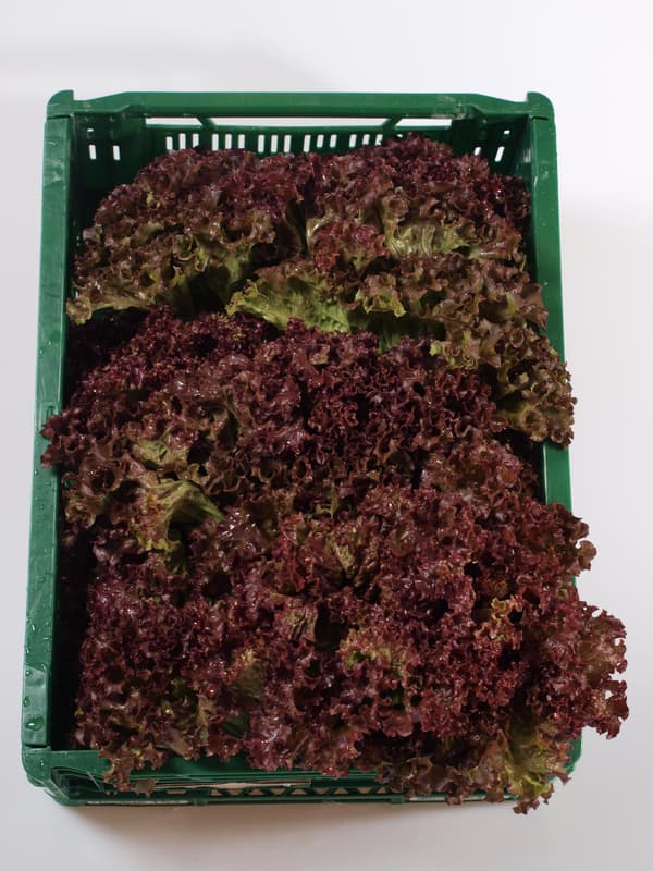 Salát Lollo Rosso  1 ks