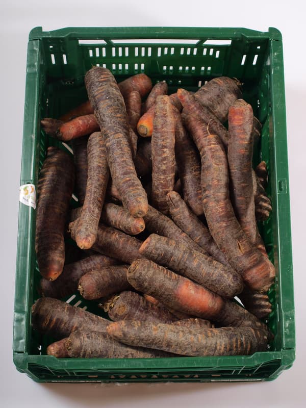 Carrot purple 1 pc