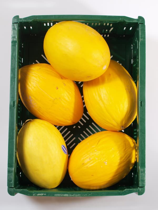 Melon sugar 1pc