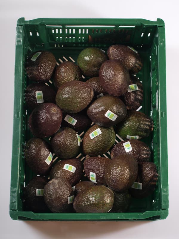 BIO Avocado to ripen 1 pc