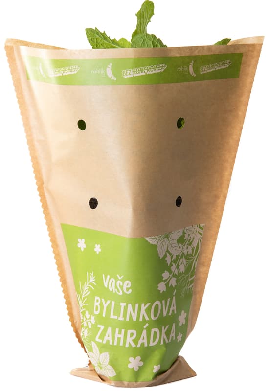 Rohlik.cz Máta v květináči