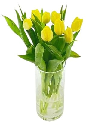 Yellow tulips 9 pcs