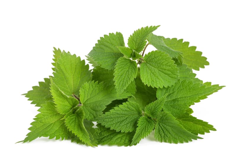 Nettle cutted fresh, pack