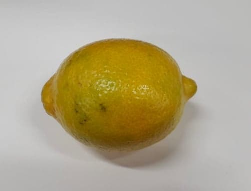 Lemon variety Primofiori 1pc