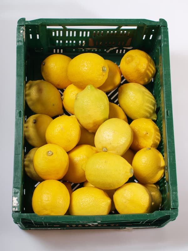 Lemon variety Primofiori 1pc