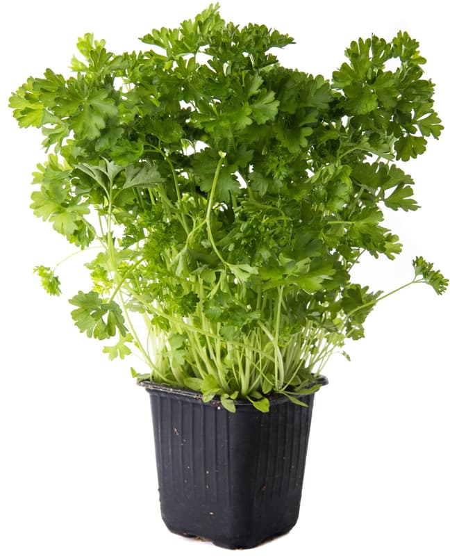 Parsley curls in a pot