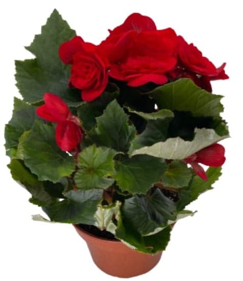 Begonie (wax clover) red, flowerpot Ø 9cm