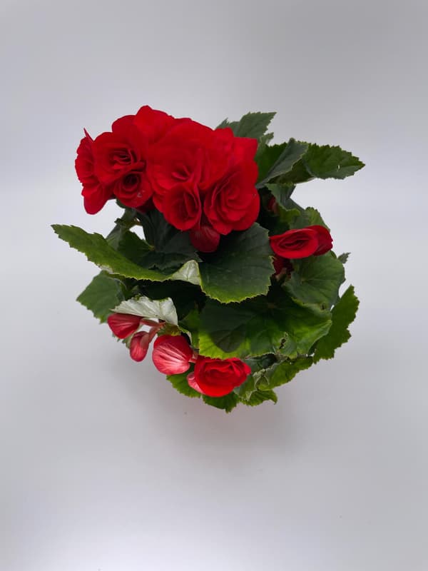 Begonie (wax clover) red, flowerpot Ø 9cm