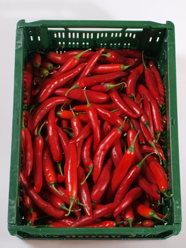 Chilli red Cayenne 1pc