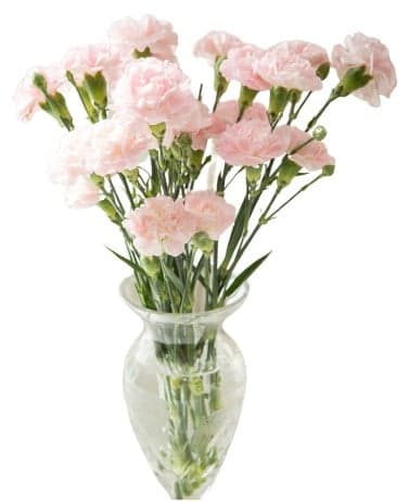 Spray carnations - length 50 cm, 15 pcs 