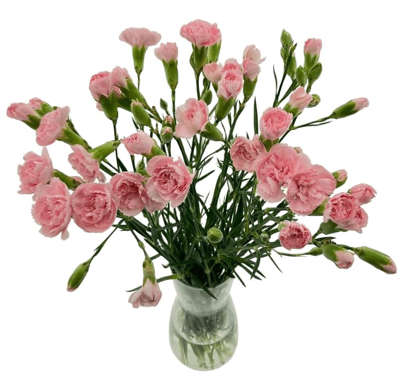 Spray carnations - length 50 cm, 15 pcs 
