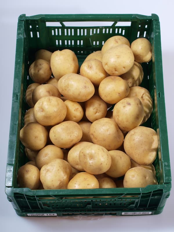 Potato ware late 1pc, loose