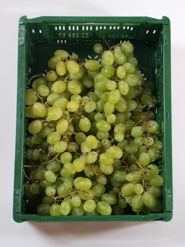 Grape-free white grapes, loose