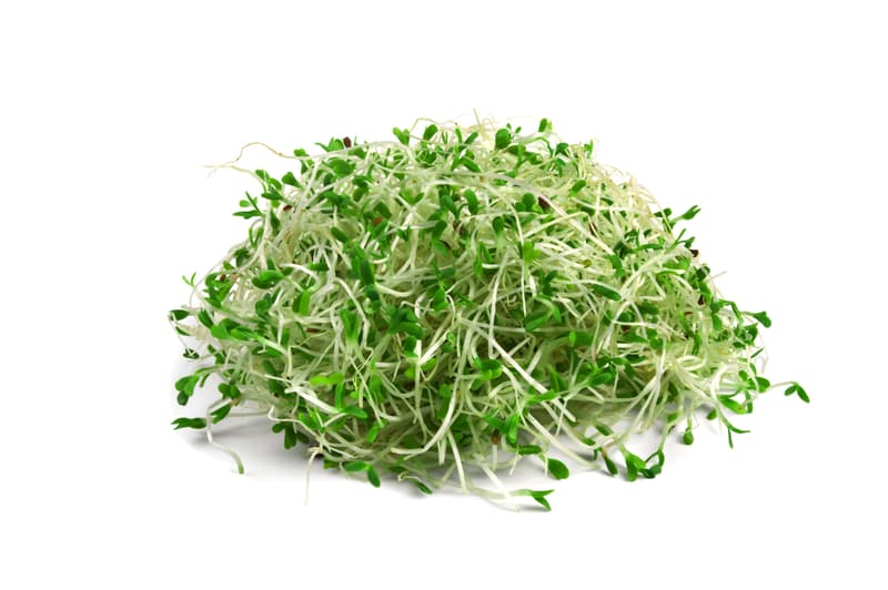 Alfalfa sprouts, tray