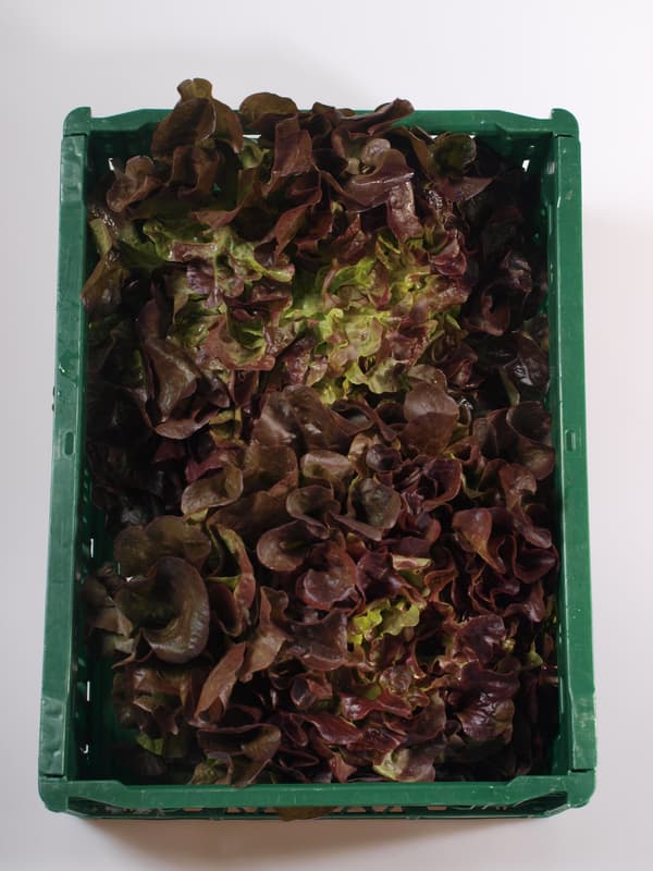 Salad oak red 1pc