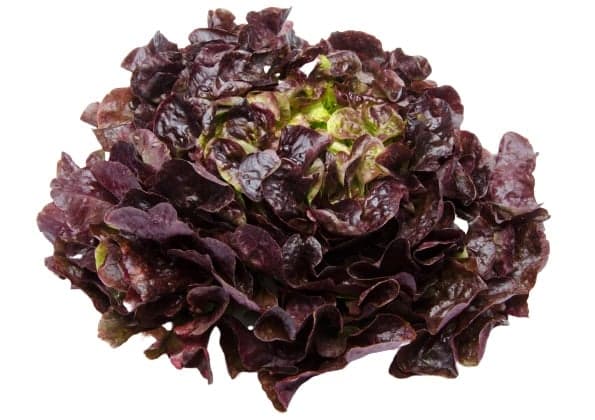 Salad oak red 1pc