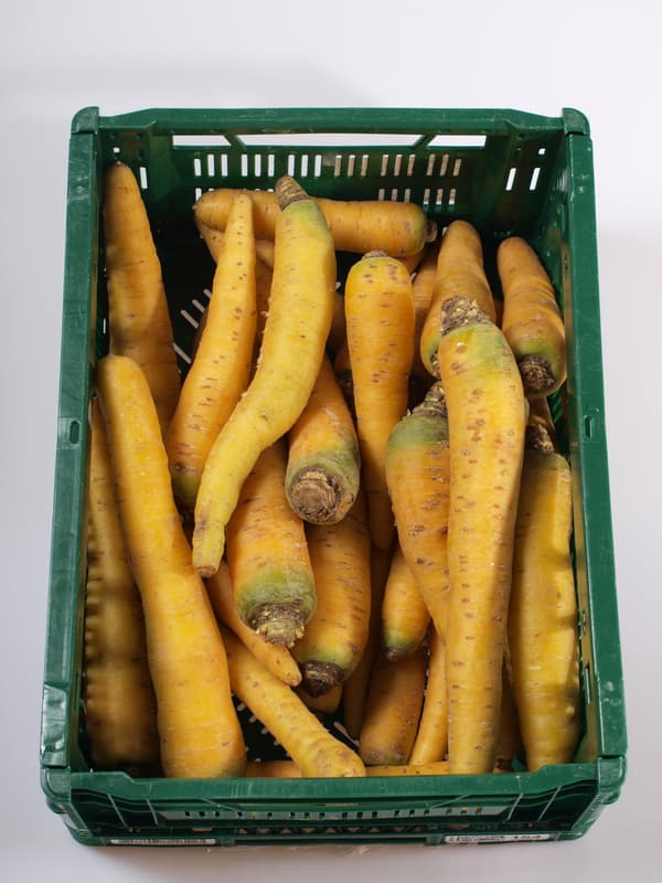 Carrot yellow 1 pc