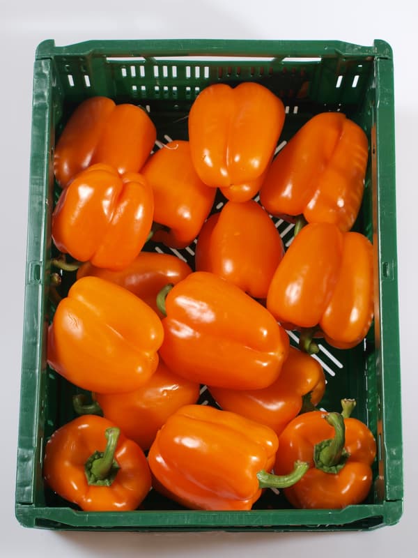 Paprika oranžová 1 ks