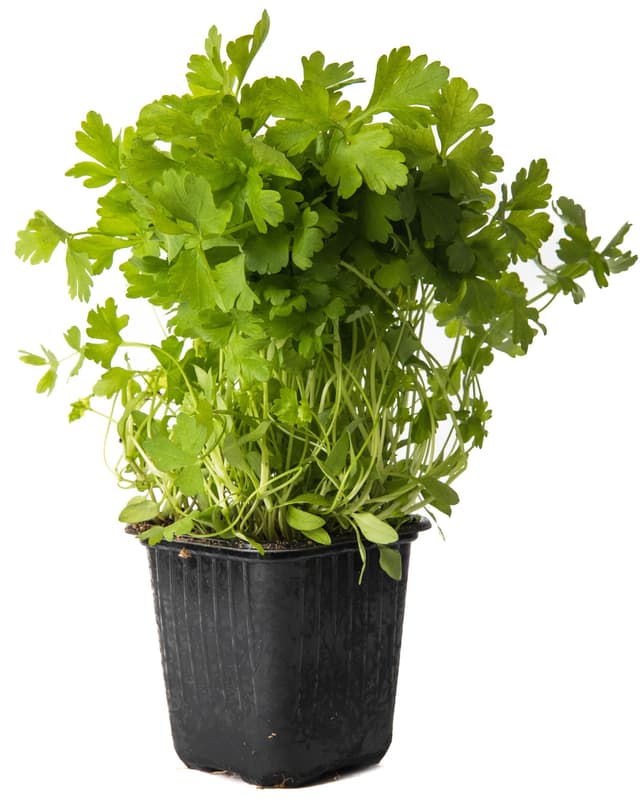Parsley smooth-leaved in a pot
