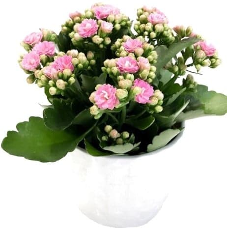 Kalanchoe Ø květináče 10,5 - 12 cm