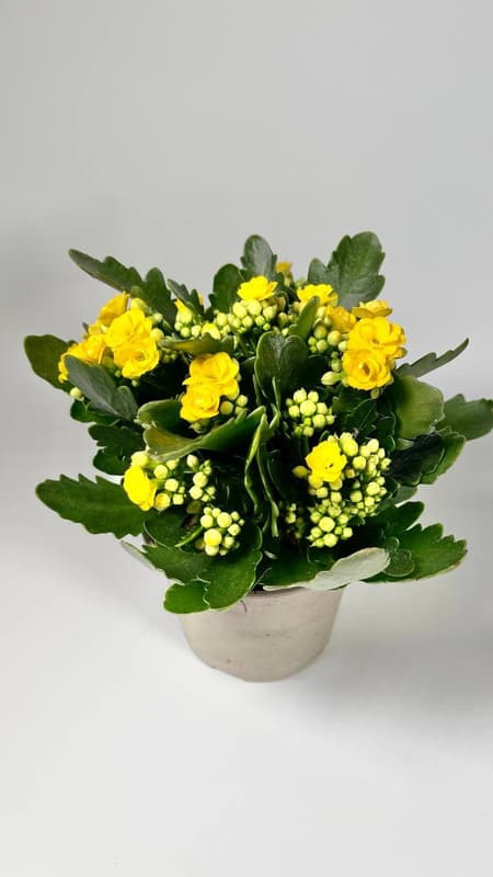 Kalanchoe Ø květináče 10,5 - 12 cm