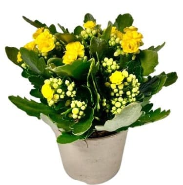 Kalanchoe Ø květináče 10,5 - 12 cm