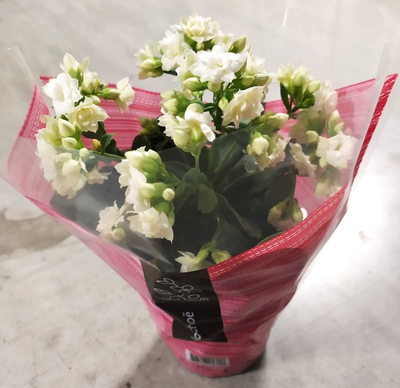 Kalanchoe Ø květináče 10,5 - 12 cm