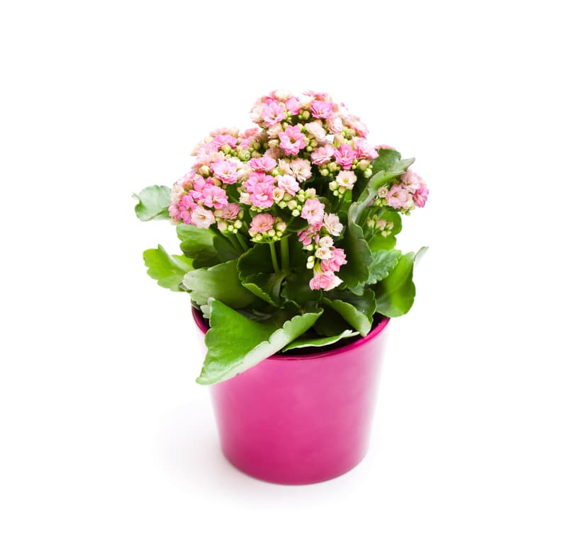Kalanchoe Ø květináče 10,5 - 12 cm