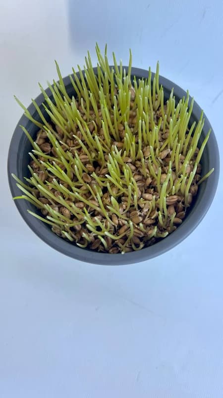 Kočičí tráva (Cyperus Zumula) Ø květináče 12 cm