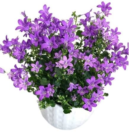 Zvonek "campanula" Ø květináče 10,5 cm
