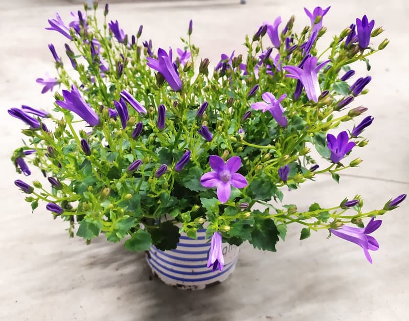 Zvonek "campanula" Ø květináče 10,5 cm