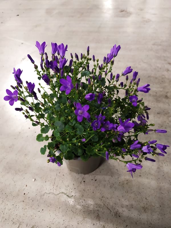Zvonek "campanula" Ø květináče 10,5 cm