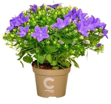 Zvonek "campanula" Ø květináče 10,5 cm