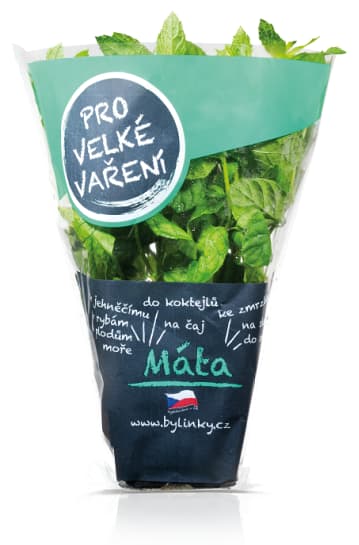 Máta v květináči XXL (Pro velké vaření)